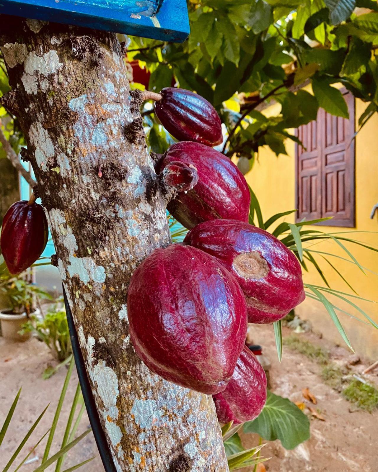 Caraiva Recanto Pousada De Ferias المظهر الخارجي الصورة